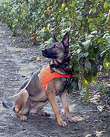 A detector dog alerts its trainer by sitting next to a citrus tree infected with citrus greening