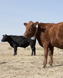 A black cow and a brown cow