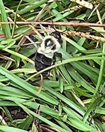 A bee on centipedegrass