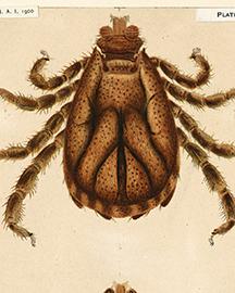 Illustration of a male cattle tick