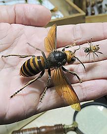 An Asian giant hornet and a honey bee show on the palm of a hand