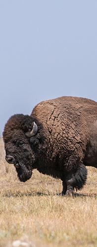 Bison on the Plains