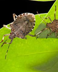 Brown marmorated stink bug adult and a fifth-instar nymph.