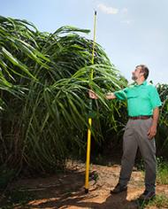 ARS geneticist measures the height of napiergrass