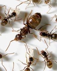 Tawny crazy ants