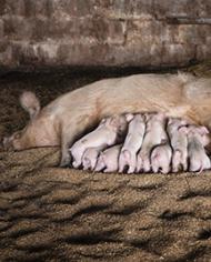 A sow and eight piglets