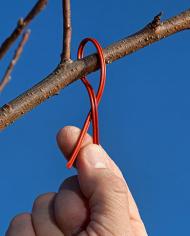 A pheromone dispenser being twisted onto a peach tree branch.