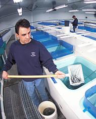 Geneticist Ken Overturf collects immature trout, or fingerlings, in the wet lab.