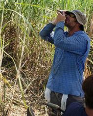In a test field, a technician uses a refractometer to check the concentration of soluble solids in juice samples from sugarcane plants