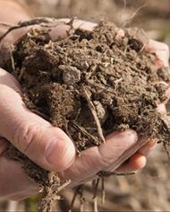 Two hands holding soil
