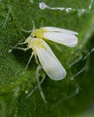 Two whiteflies on a leaf