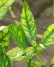 Orange tree leaves with yellowing leaves due to citrus greening.