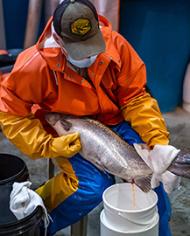 A technician collecting eggs from a female Atlantic salmon.
