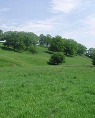 A pasture of Hidden Valley grass at a farm 