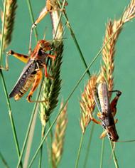 Grasshoppers eating crested wheatgrass.