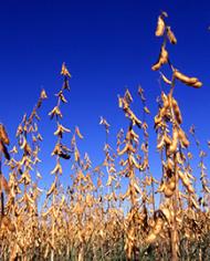 Soybean plants in the field ready for harvest