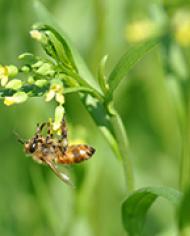 Bees & Pollinators | Scientific Discoveries