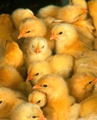 yellow chicks