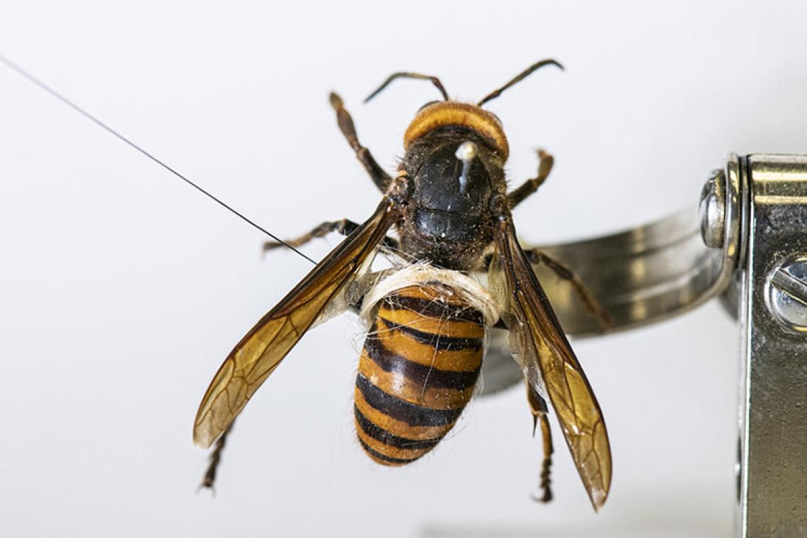 An Asian giant hornet