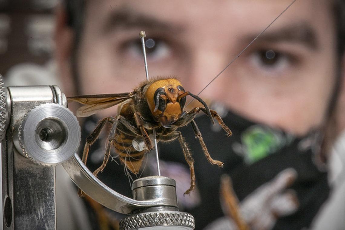 ARS researcher Matt Buffington working with an Asian giant hornet