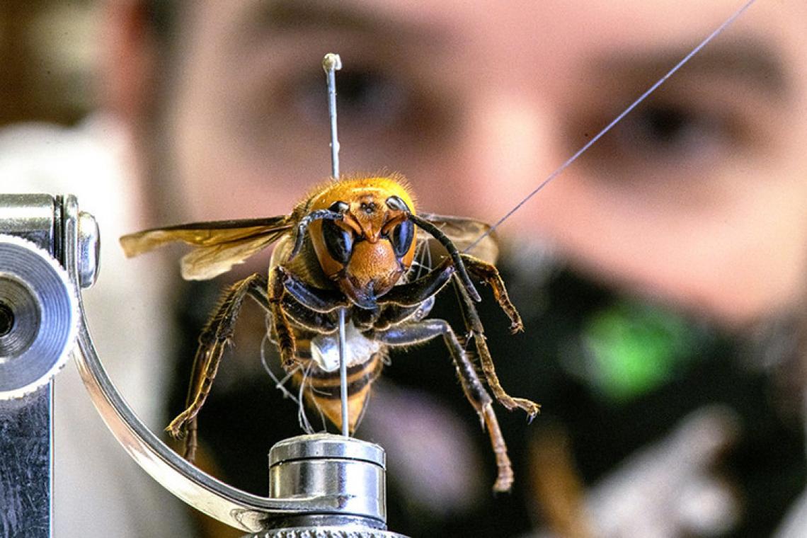 ARS researcher Matt Buffington working with an Asian giant hornet