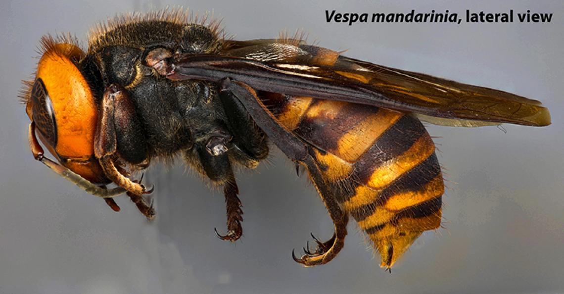 Lateral view of an Asian giant hornet